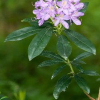 Rhododendron